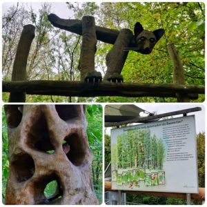 Modelle und Infoschilder auf dem Baumkronenpfaden - Baumkronenpfad im Nationalpark Hainich