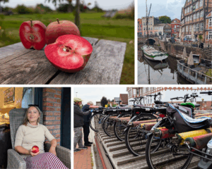 Zur Apfelernte im Alten Land im Elbstrom