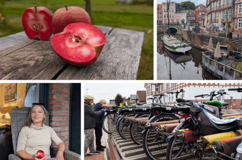 Zur Apfelernte im Alten Land im Elbstrom